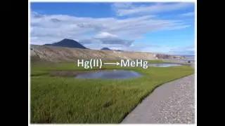 Methylmercury cycling in High Arctic wetland ponds by Igor Lehnherr.mov