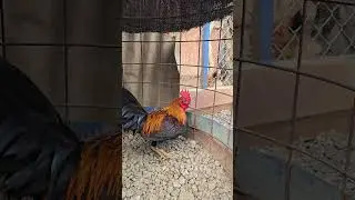 seguimos amarrando los marcado 9 bien saludable