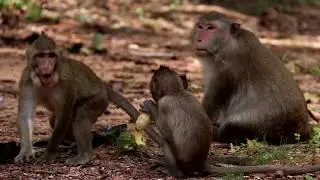 wow!! monkey group meeting tourist team - monkey meeting woman - monkey eating banana - happy monkey