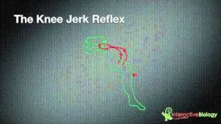 023 How Reflexes Work (Knee jerk and eye blink)