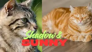 Meet Shadow & Sunny: A Cat Story That&rsquo;ll Warm Your Heart 💛