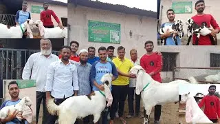 Hindustan Ka Sabse Shandhaar Hyderabadi Breeding Setup Gujarat | Shahid Goat Farm.