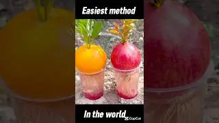 #orangetree #garden #fruits #experiment #gardening