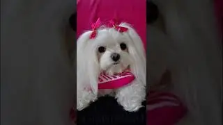 Maltese Colorful🐶&hearts;️🌈 #dog #maltese #cutestanimalsever  #shorts