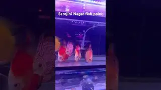 sarojini nagar fish point #shortvideo #ytshorts