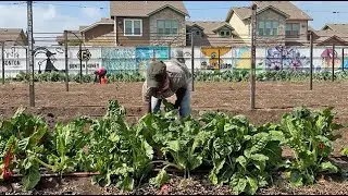 Список желаний для техасцев — фермы Bonton Farms в Далласе