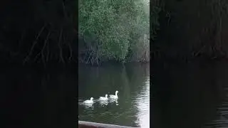 5 little ducks | quack quack |#youtubeshortsvideo #shorts