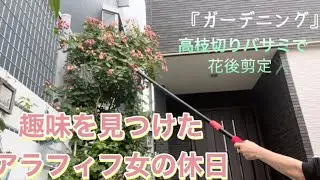 購入した高枝切りバサミで　つる薔薇の花後剪定✂️