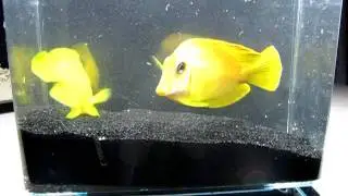 Lemon Peel Angel & Mimic Lemon Peel Tang Pair