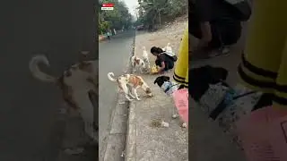 19 years old girl taking care of dogs | feeding street dogs #shorts #shortviral