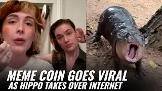 MOODENG Meme Coin Goes Viral As Hippo Takes Over The Internet