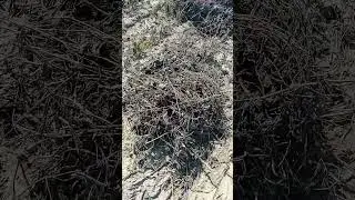 Pakistan Flood Season 2025 | Crops Destroyed, Farmers in Crisis 🌾💧