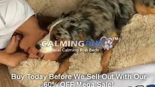Calming Dog Bed - Calming Pup Beds Official 2