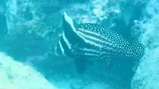 Menacing & bizarre underwater life at Cotton House