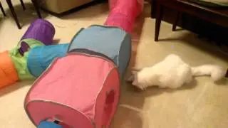 Cat Investigates the Fart Machine