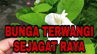BUNGA TERWANGI SEJAGAT RAYA!!! TERNYATA INI Bunga Melati Bali | Gardenia Tahitensis Heaven Scent |
