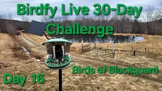 Birdfy Live 30-day Challenge 4/22 #birdfylive #birdfy30daychallenge #birdfy