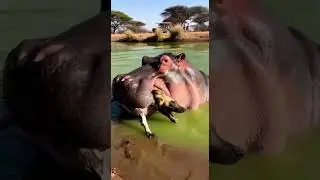 Gone in Seconds 😱 Hippo&rsquo;s Silent Ambush at the Water&rsquo;s Edge