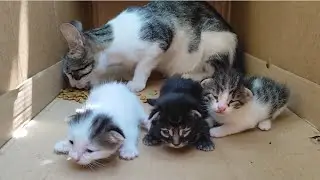 This beautiful mother cat and her kittens who were thrown out into the street are in a safe place.