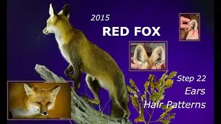Step 22~ Red Fox ~ EARS  Working Hair Patterns