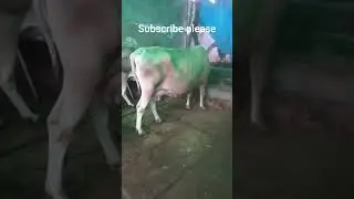 my daily life vlog cow intresting life#keshavwazirpurawala #cow #animals #cowlover 🙏🙏