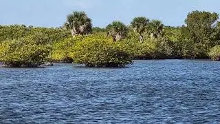 Turkey Vulture Flies Over Expanse of Water at Black Point Wildlife Drive! Merritt Island