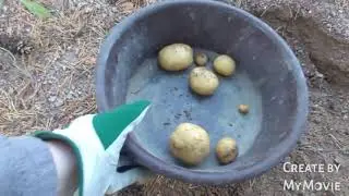 Kasvaako peruna puhtaassa hiekassa, kasvatuskokeilu !