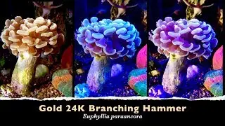 2020-01-17 Euphyllia paraancora