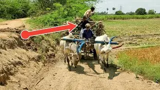 ox | Bullock Cart upwards pulling in heavy load mud ride | cow videos