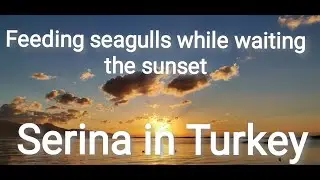 Bicycle Tour : Feeding seagulls while waiting for the sunset in İzmir, Turkey.