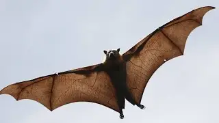 Bat evolution 🦇