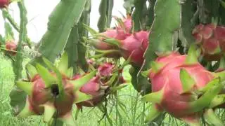Vietnamese dragon fruit exported to 40 markets