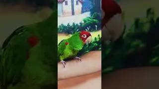 Loro cabeza roja diciendo pap&aacute;