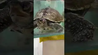 #animals #turtlelover #turtleworld #amazingfacts #youtubeshorts #pets #ytstudio