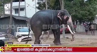 'കലി അടങ്ങാതെ' ഊട്ടോളി മഹാദേവന്‍; പാപ്പാൻ രക്ഷപ്പെട്ടത് തലനാരിഴയ്ക്ക്‌