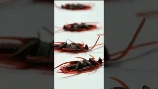 Cockroach Died😱😢 #cockroach #insects #subscribe #shorts
