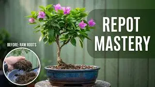 Bougainvillea bonsai repotting #bonsai #pruningtips #gardening