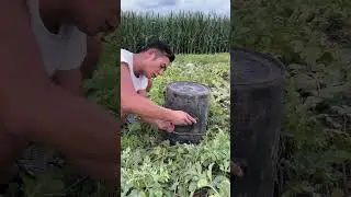 Security Level: Watermelon 🔒🍉#WatermelonSecurity #FruitLock #FarmComedy #AntiTheftMelon #FunnyShorts