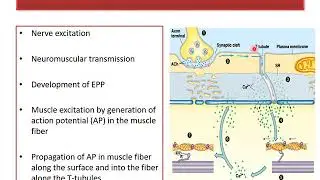 Excitation Contraction Coupling