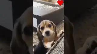 Adorable Beagle Puppy's Playful Barking Session! Beagle puppy  talking#beaglepuppy #shorts