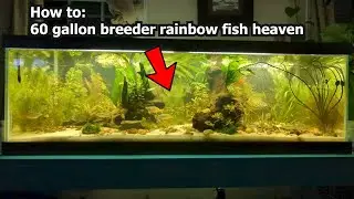 How to, step by step 60 gallon breeder rainbow fish heaven