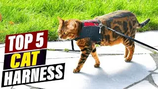 Best Cat Harnesses in 2025: Tested & Reviewed