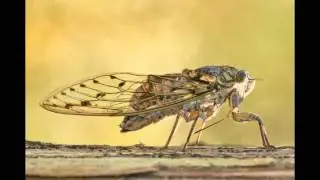 Effetto Sonoro - Cicale - Cicadas - Sound Effect