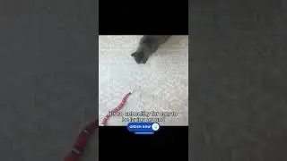 Unbox Joy with Smart Sensing Snake Toy for Cats! 🎁 #UnboxJoy #CatToys #InteractiveFun #SmartPlay