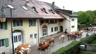 Gingins, Switzerland cow parade