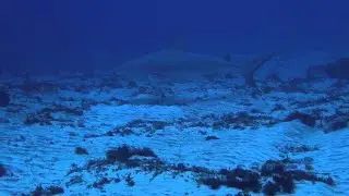 Заповедник акул в Палау / Shark Sanctuary in Palau | 4K |