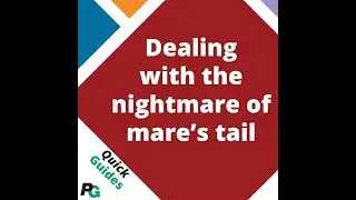 The Nightmare of Dealing with Horsetail