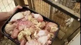 Сибирские тигры едят!