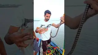 Big Size Fish Killing Time in Brahmaputra 💯😘 #reels #fish #Brahmaputra #dj_babu_bhai #big_fish