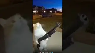 #cat #gun #viral #funny #fyp